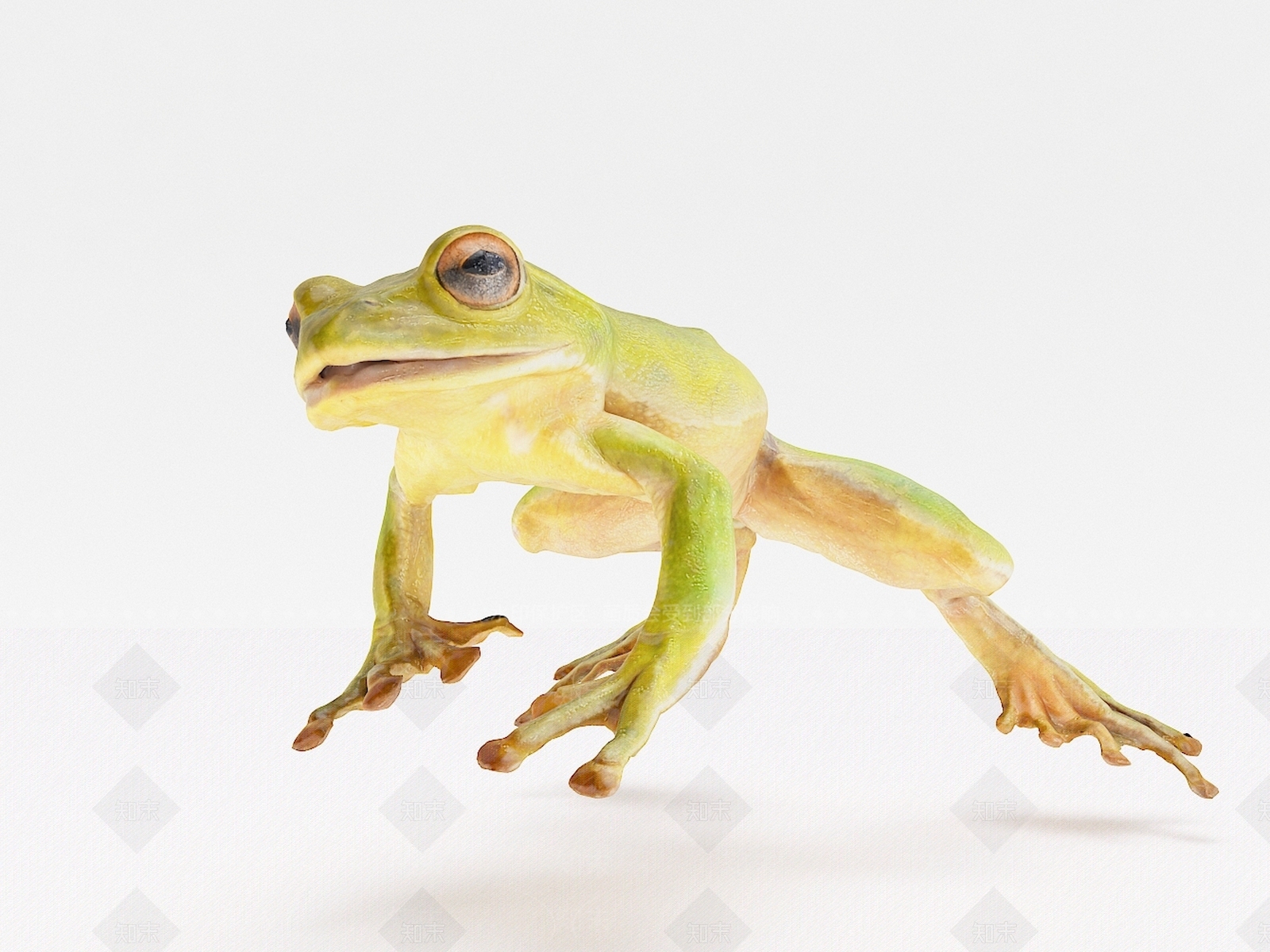 现代青蛙3D模型下载【ID:1106388617】