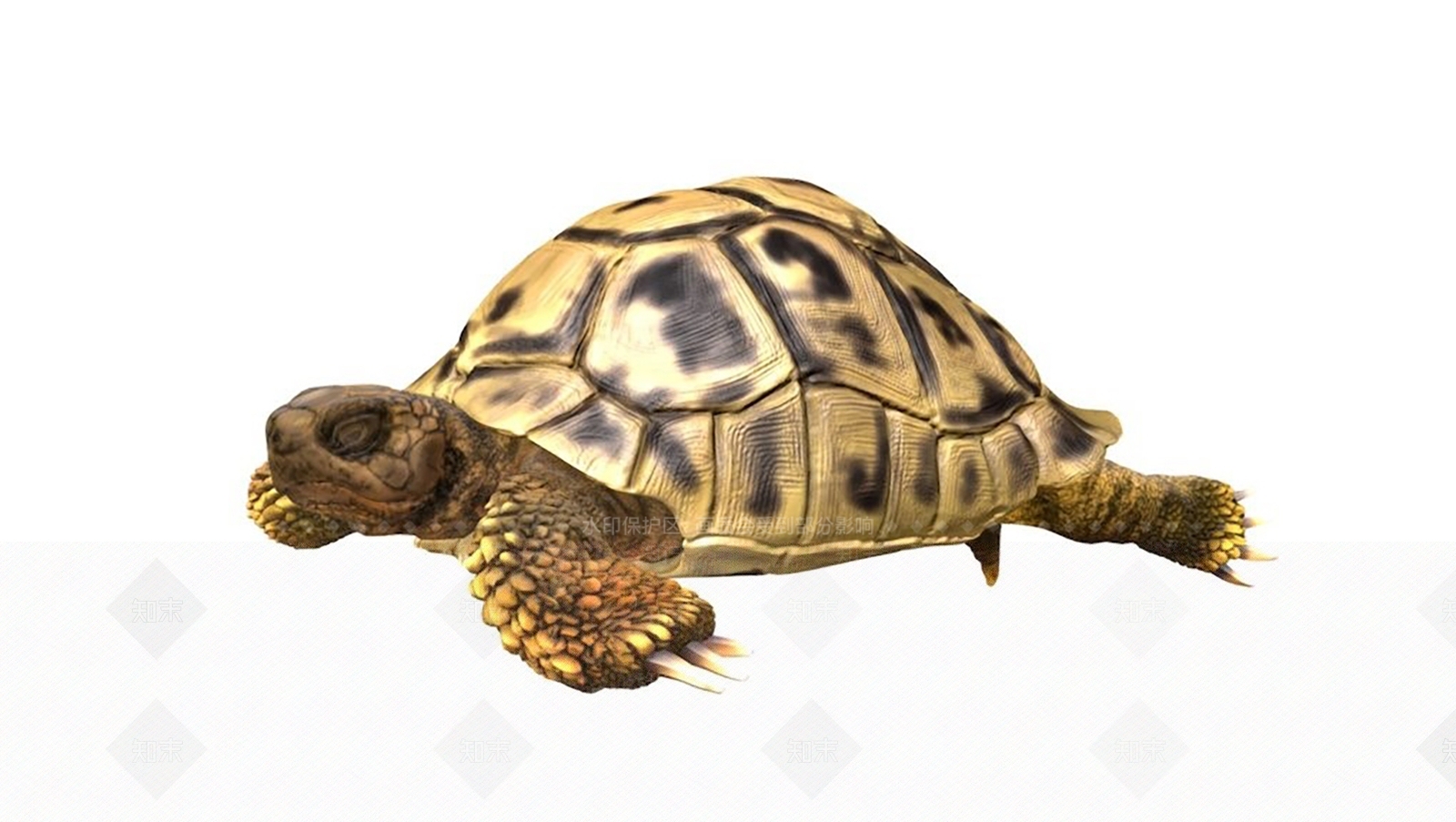 现代乌龟3D模型下载【ID:1106493376】