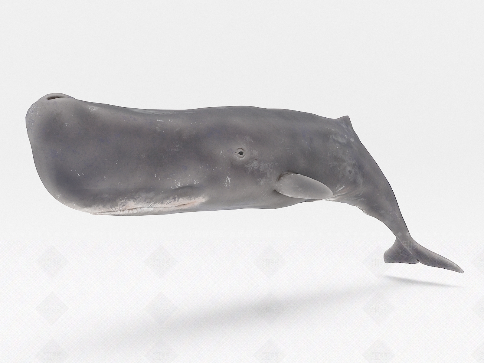 现代鲸3D模型下载【ID:1106493894】
