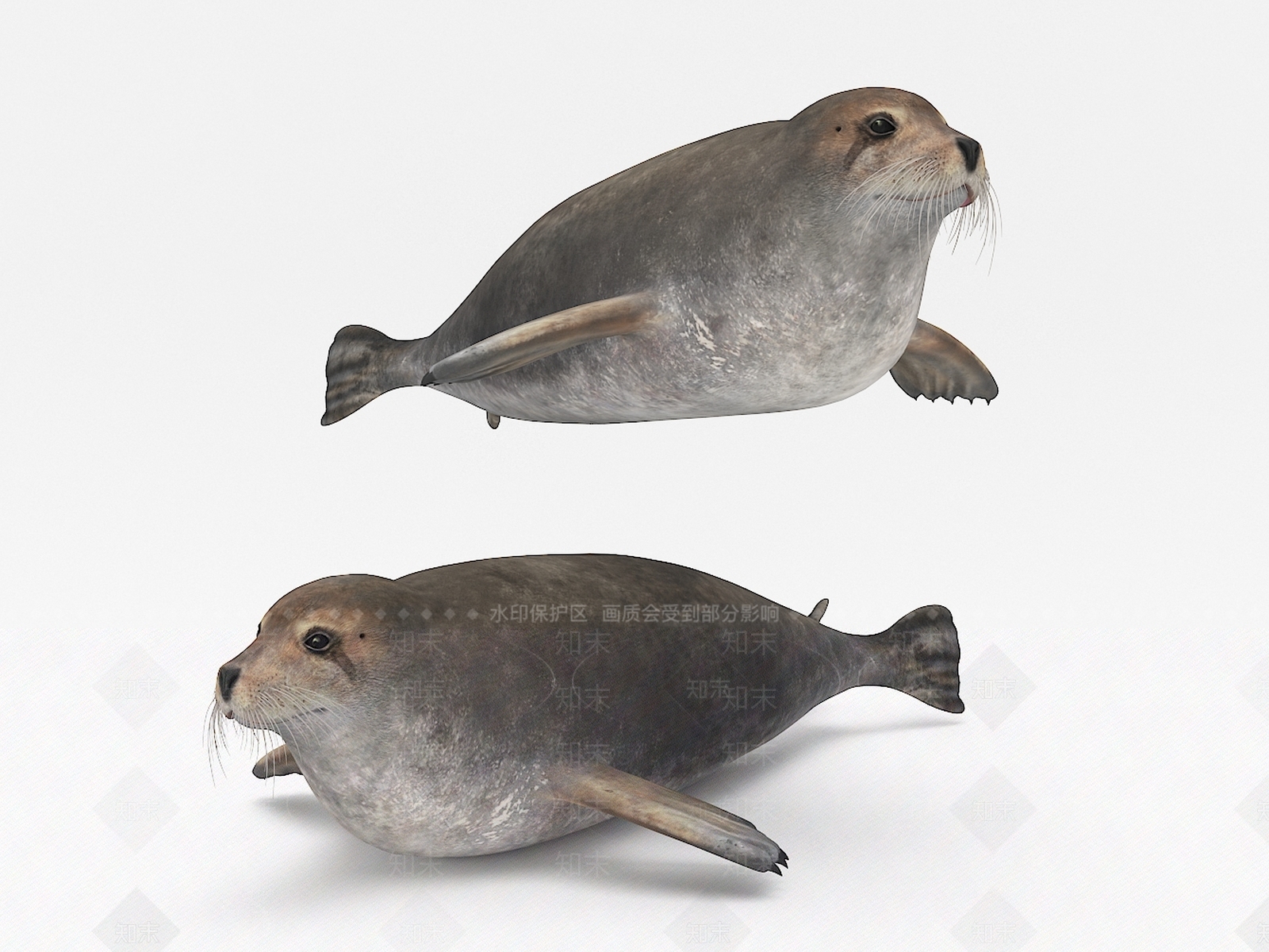 海豹3D模型下载【ID:1106843499】