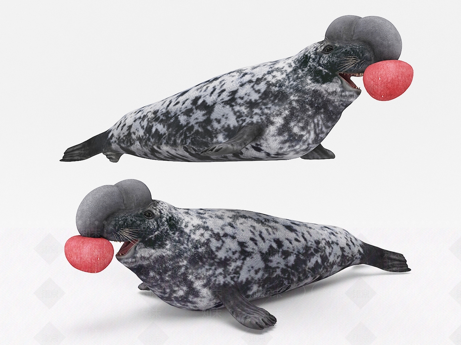 海豹3D模型下载【ID:1106843656】