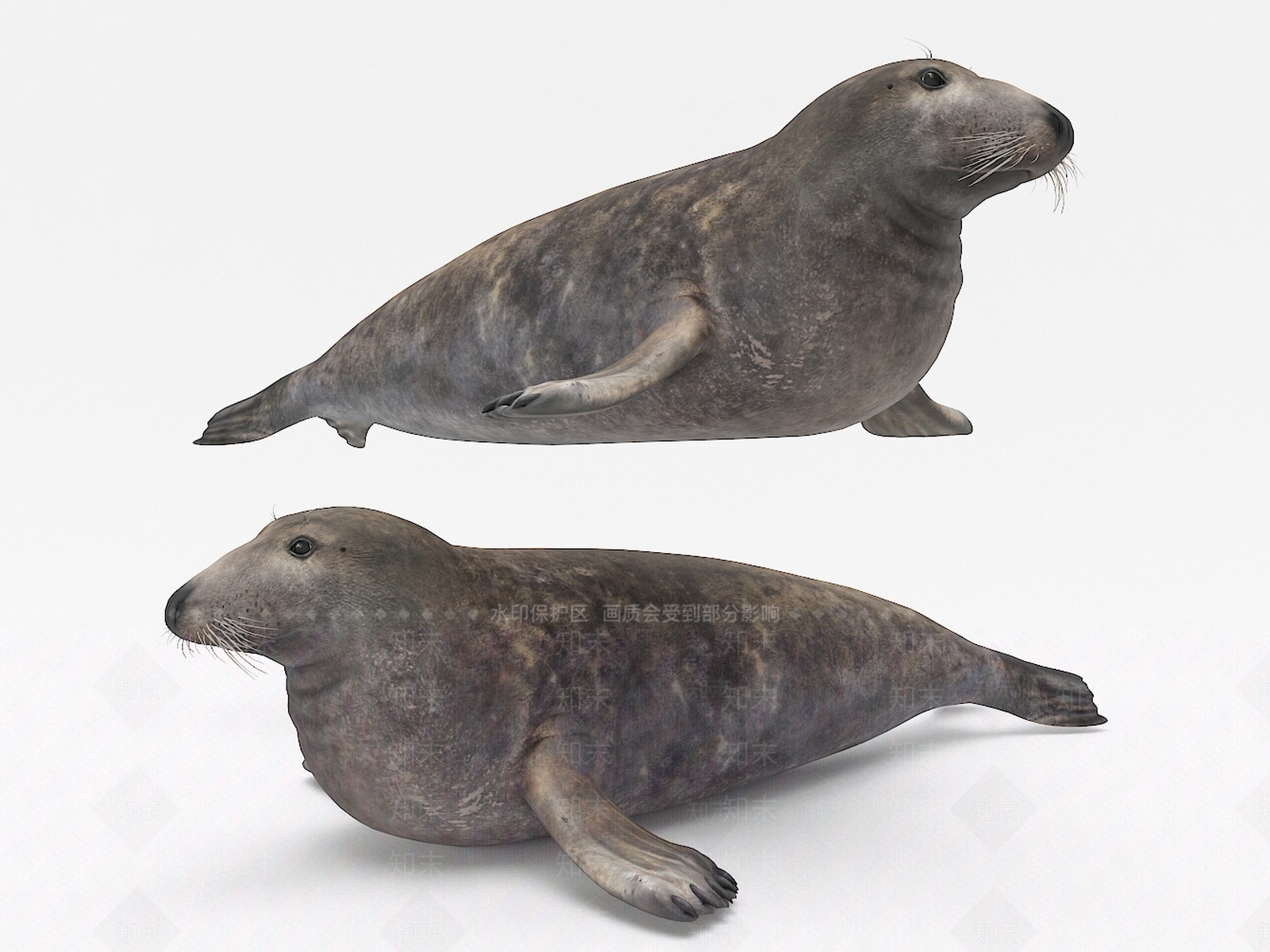 海豹3D模型下载【ID:1106844541】