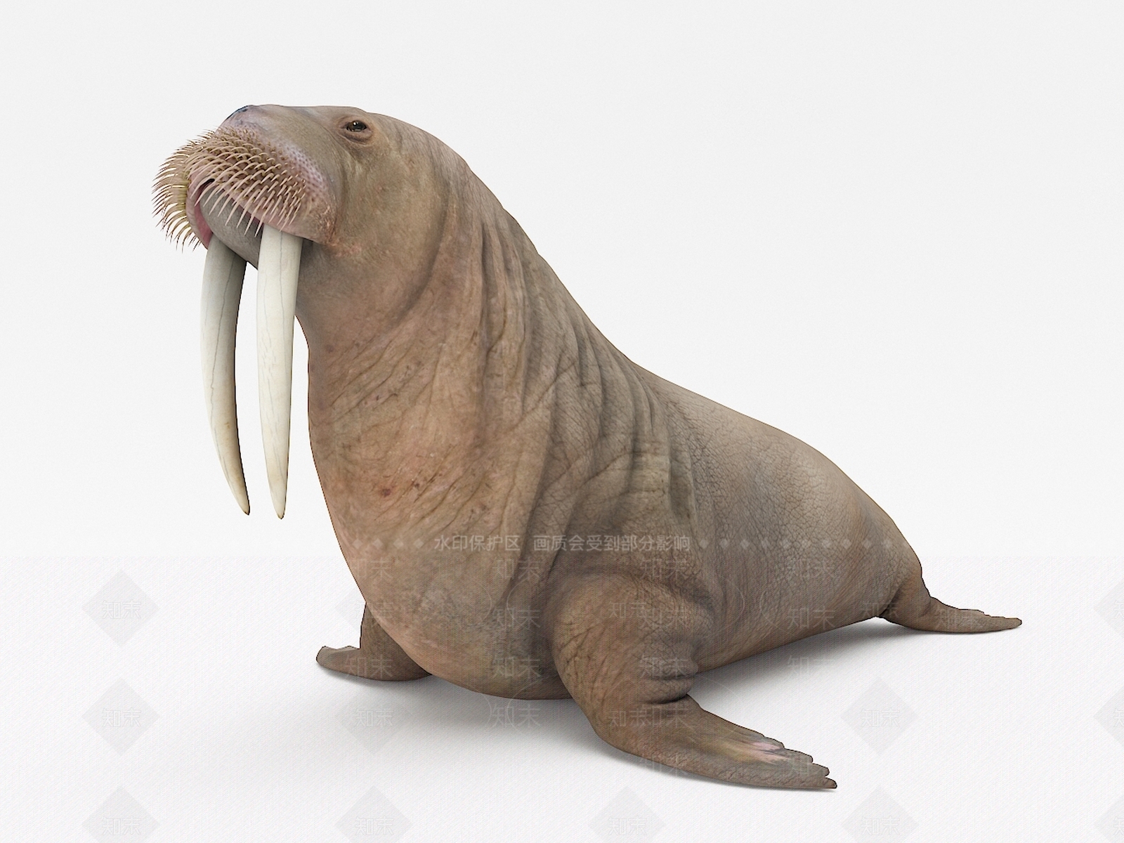 海象3D模型下载【ID:1106844583】