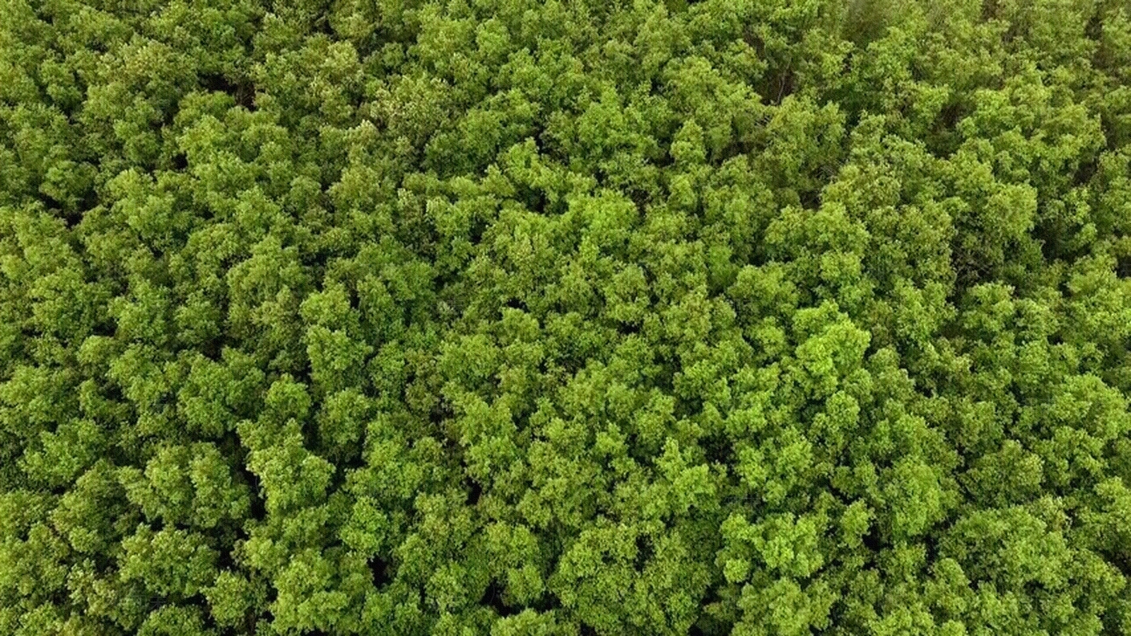 树林贴图下载【ID:1106873139】