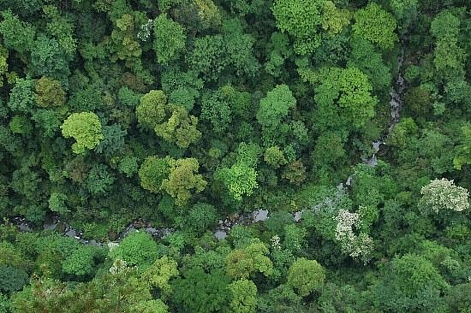 树林贴图下载【ID:1106873570】