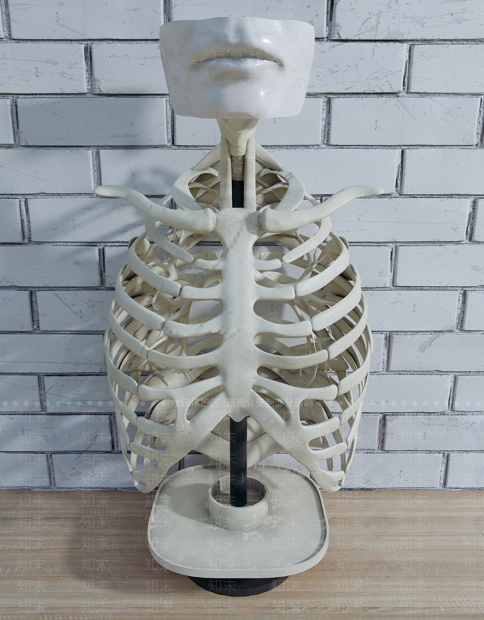 人体上肢3D骨骼模型3D模型下载【ID:1106909403】