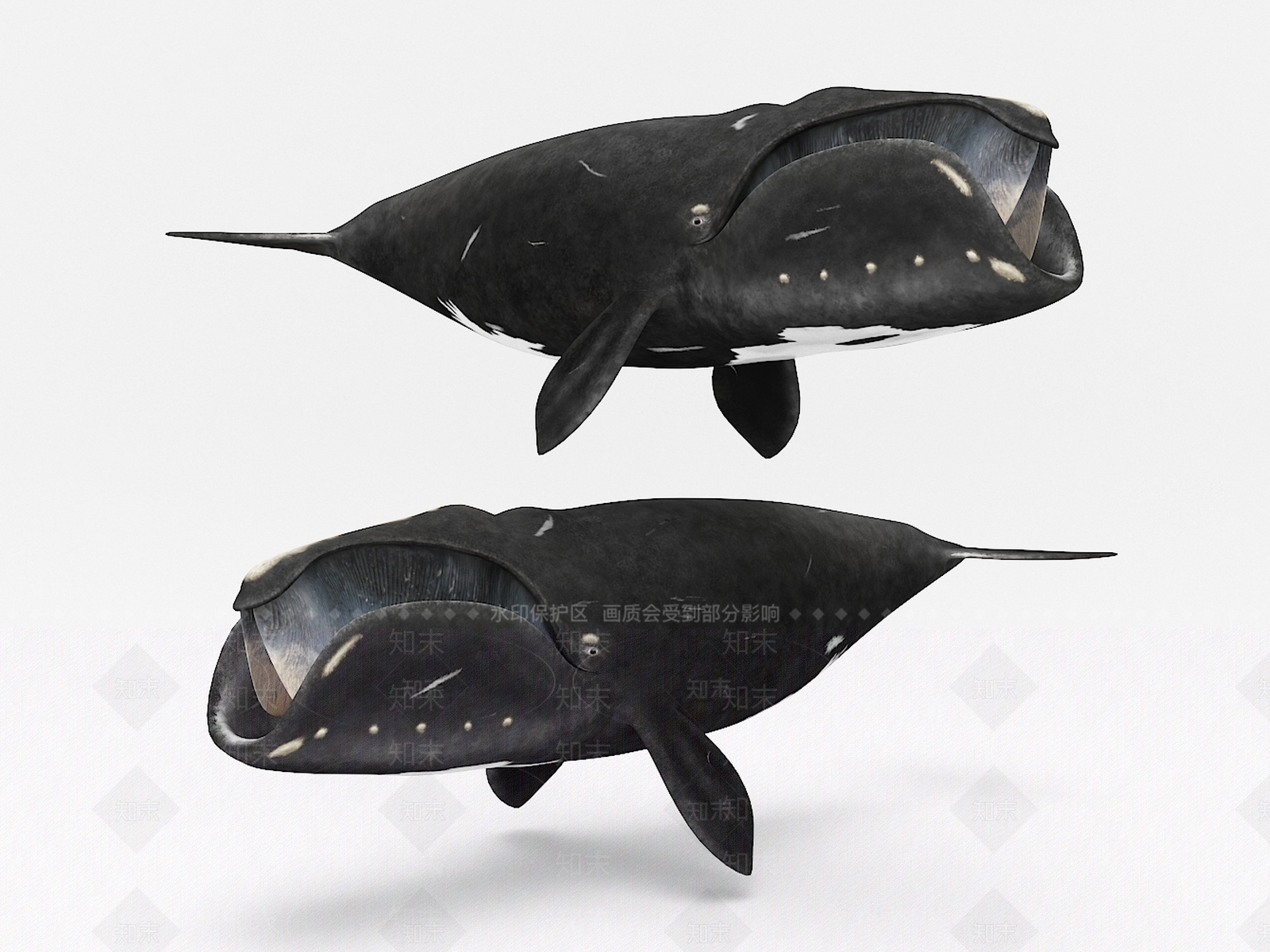 现代鲸鱼3D模型下载【ID:1107062229】