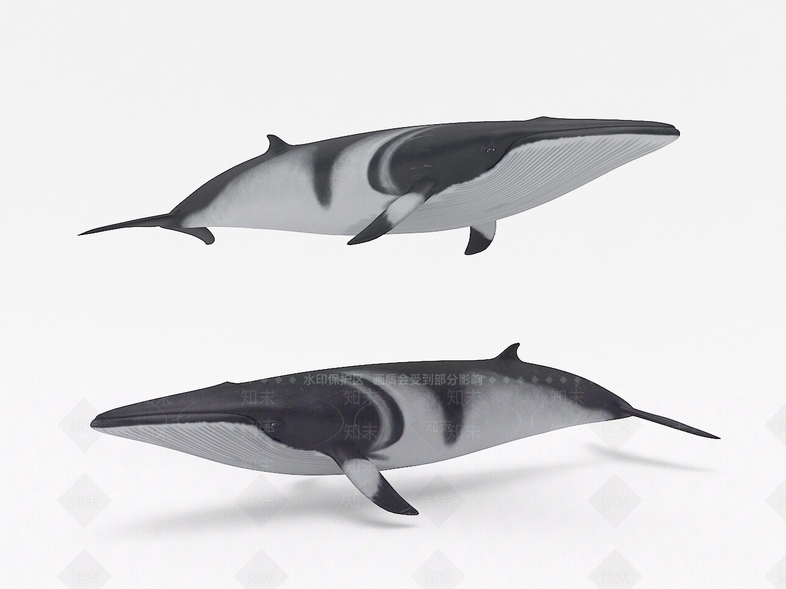 现代鲸鱼3D模型下载【ID:1107063362】