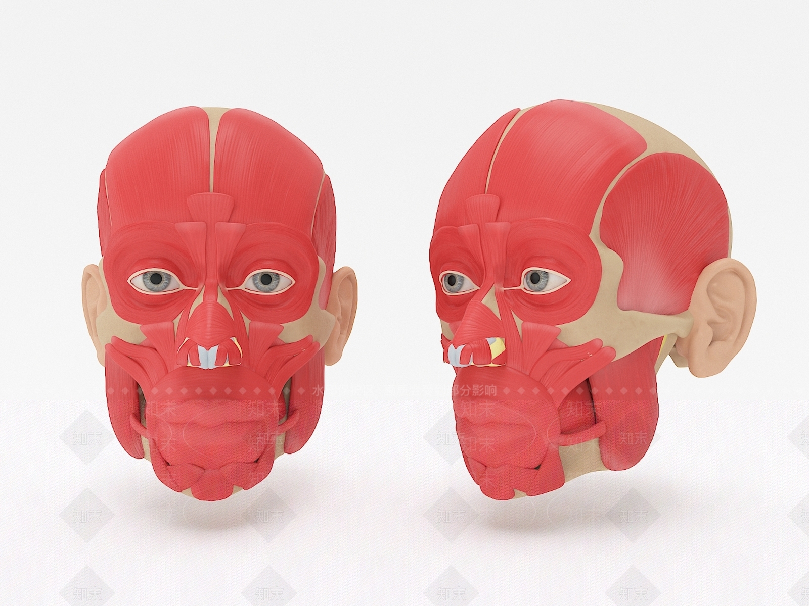 现代全头肌肉解剖3D模型下载【ID:1107101873】