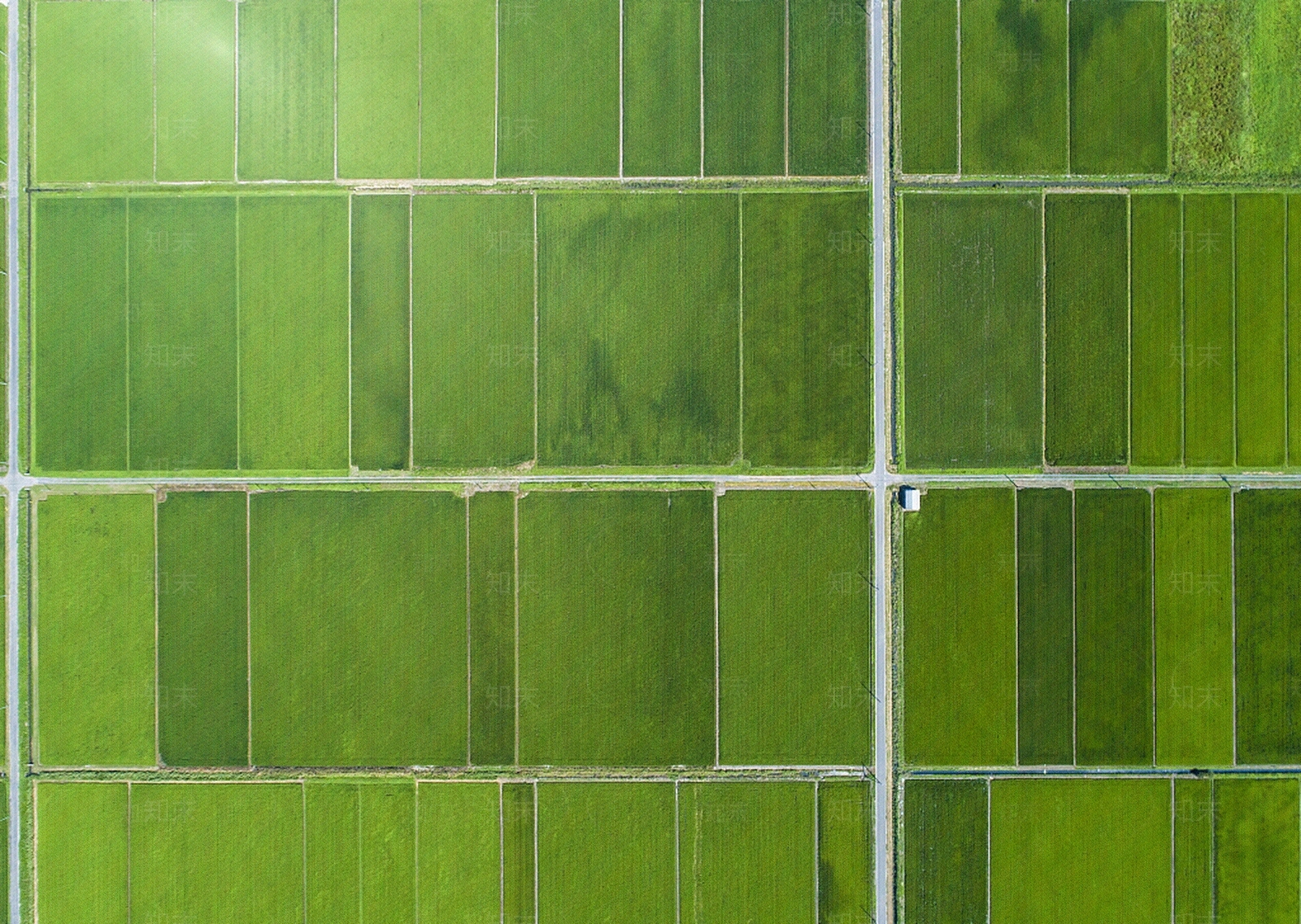 高清稻田风景贴图下载【ID:1107491011】