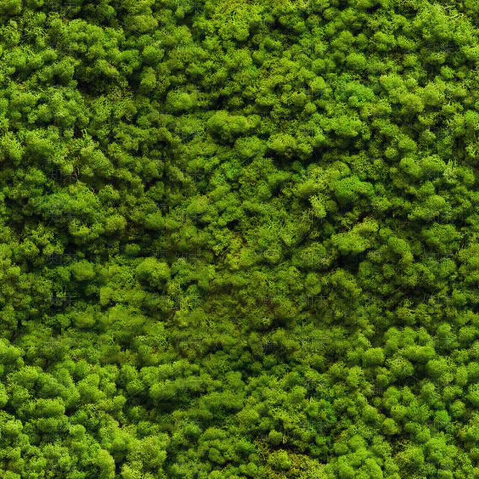 高清苔藓贴图贴图下载【ID:1107512743】