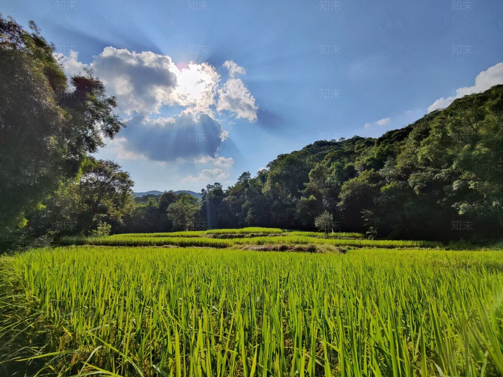 农家稻田美景贴图下载【ID:1108247766】