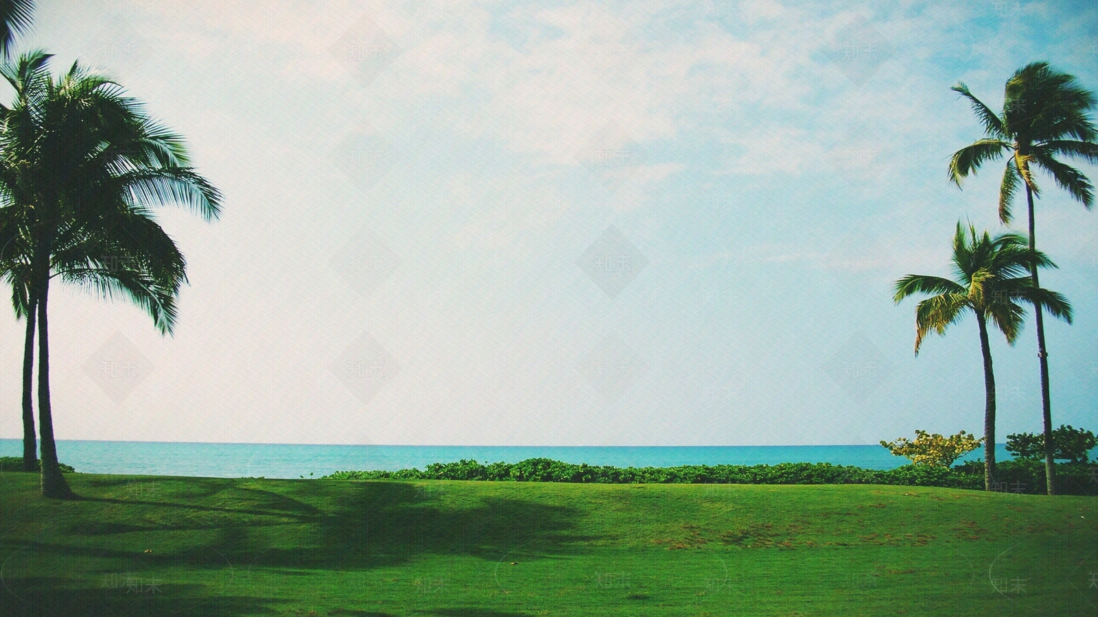 棕榈树贴图下载【ID:1108295197】