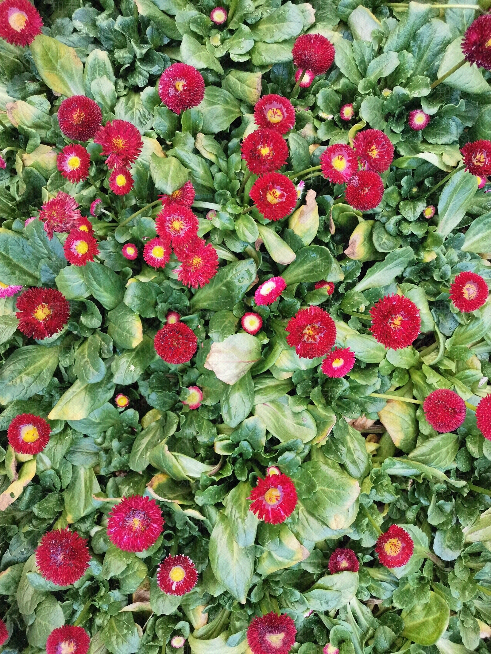 花草植物草坪贴图下载【ID:1108344183】