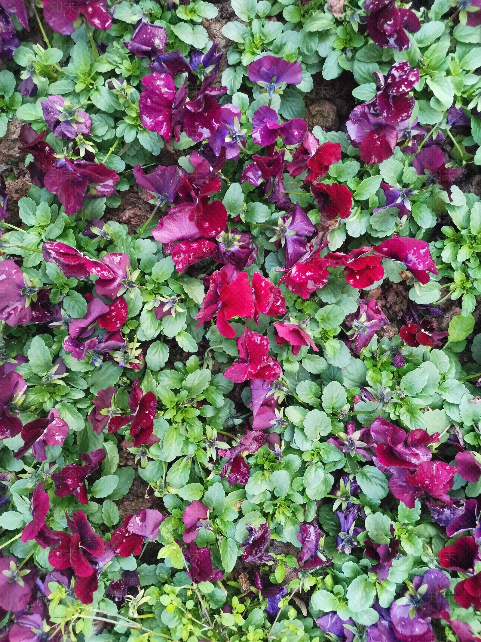 花草植物草坪贴图下载【ID:1108344115】