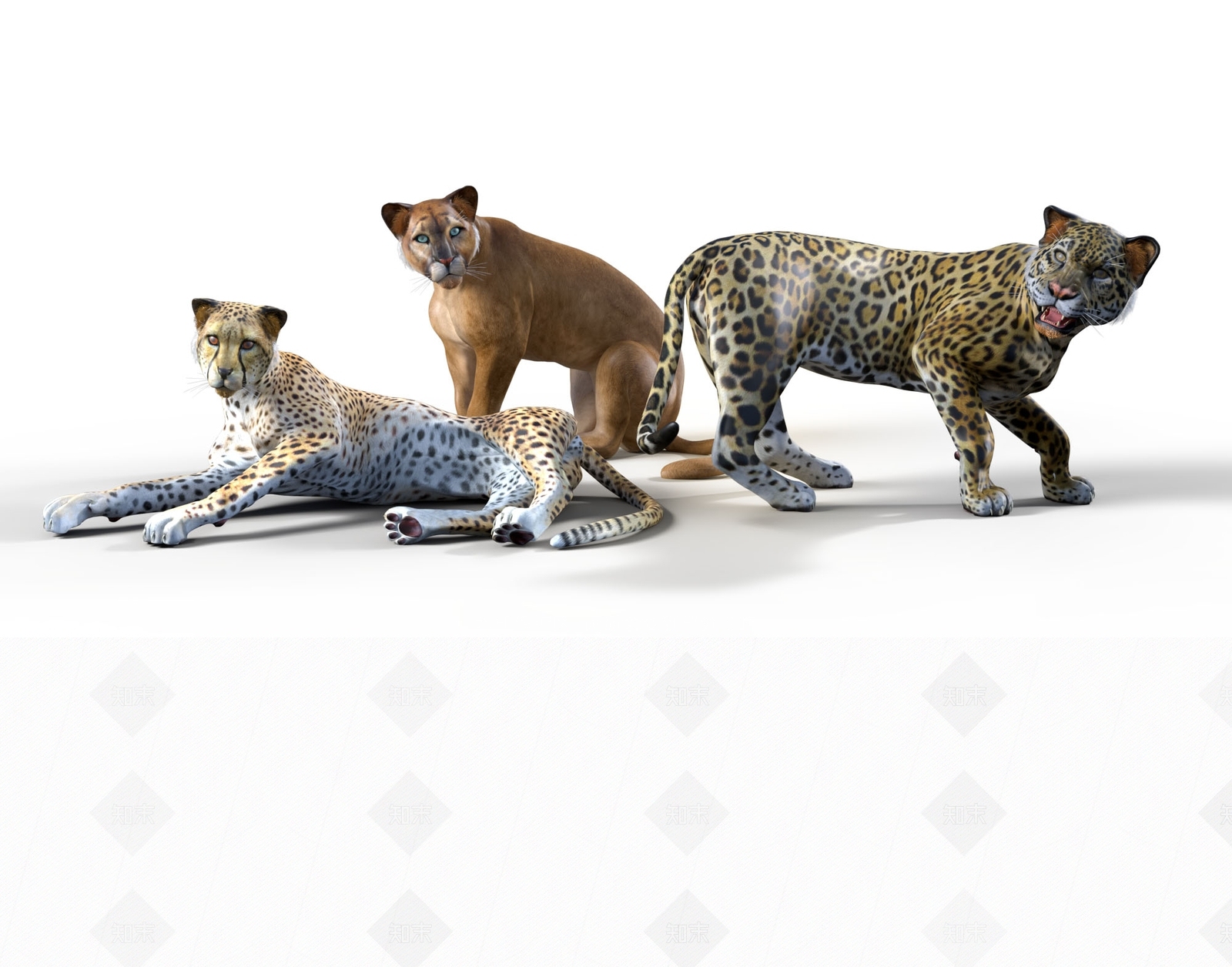 现代大型猫科动物3D模型下载【ID:1108456010】