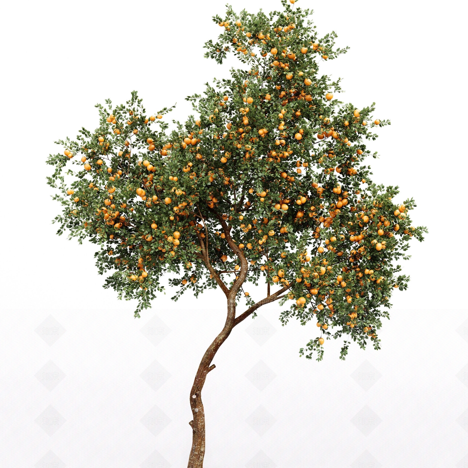 现代橘子树3D模型下载【ID:1108609202】