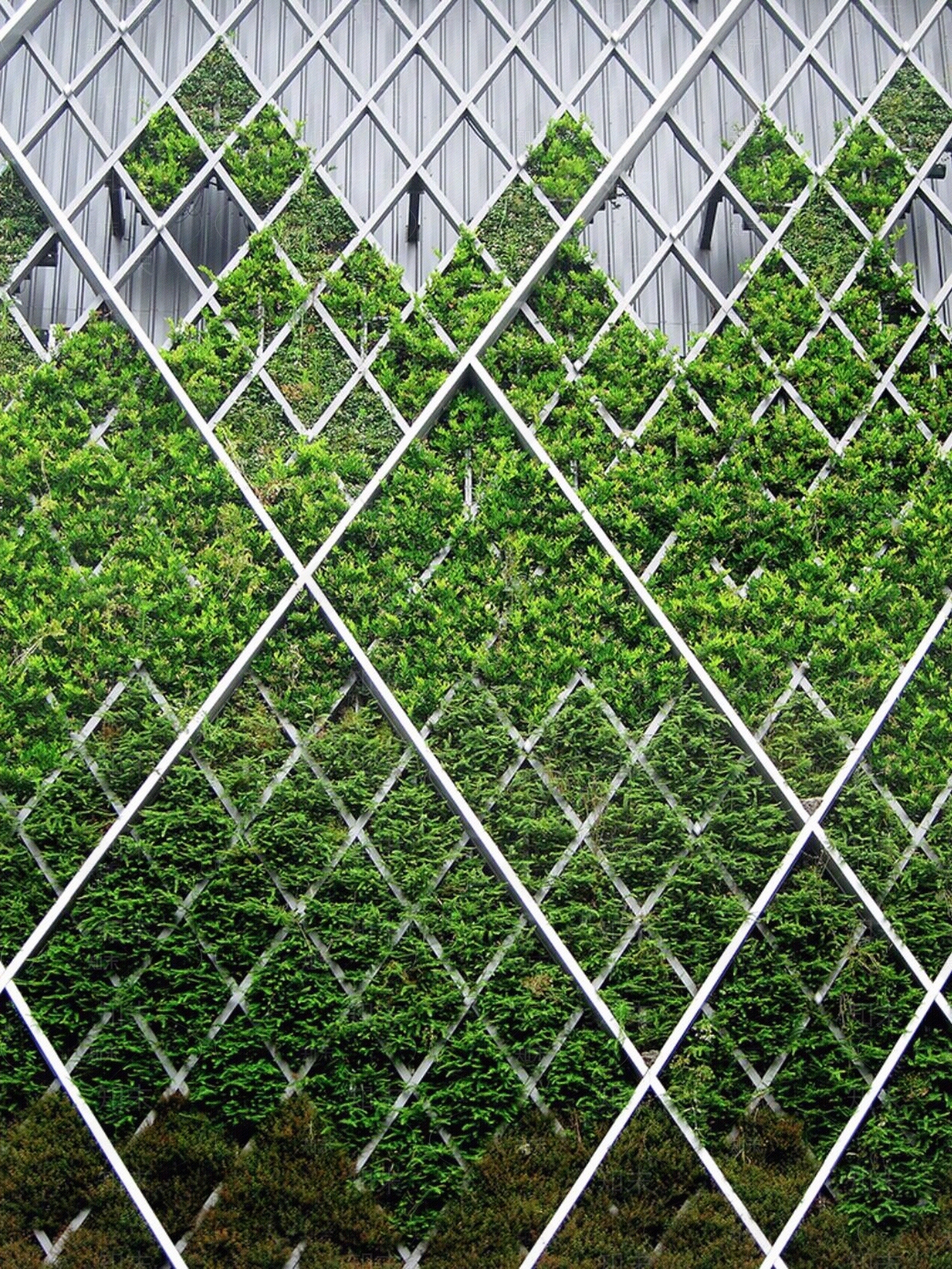 植物墙建筑立面贴图下载【ID:1109039491】