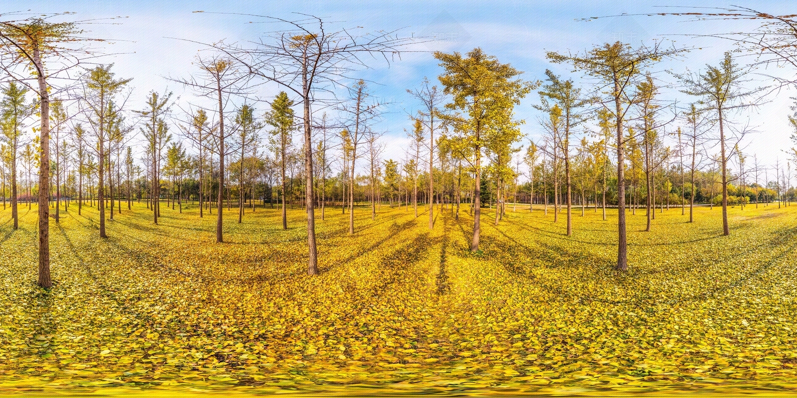 hdr落叶树林全景贴图下载【ID:1109597516】