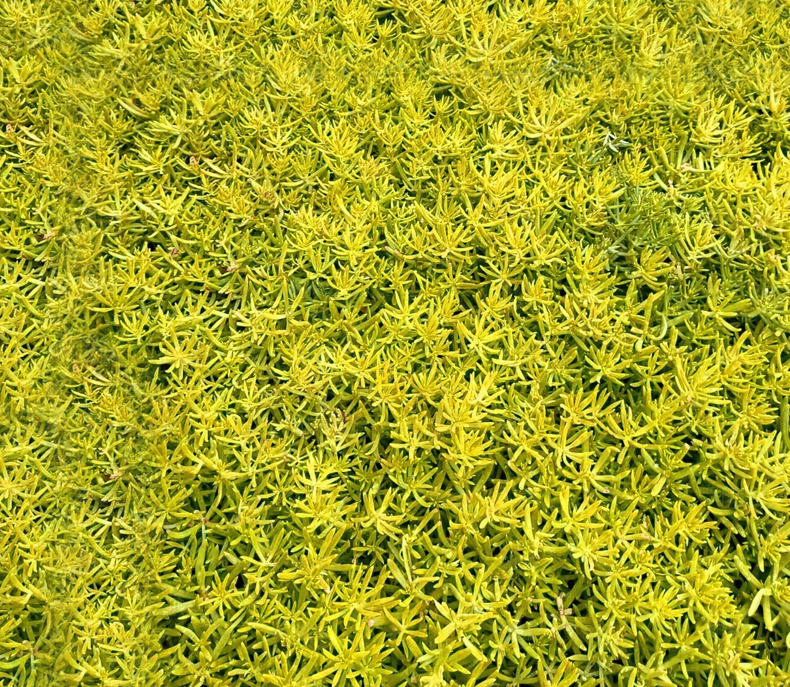 佛甲草草坪贴图下载【ID:1110418057】