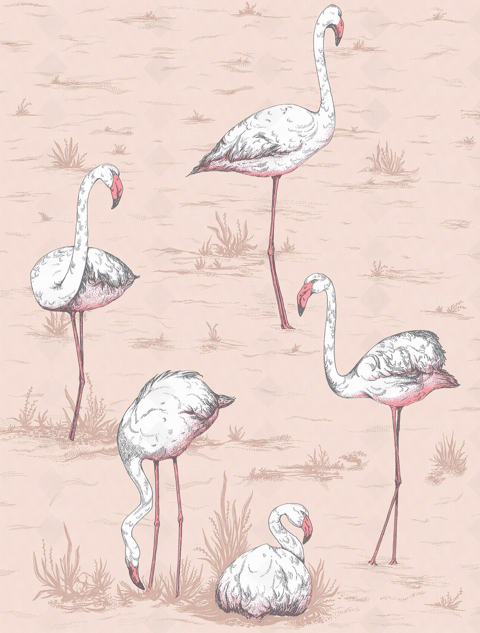 粉色火烈鸟动物壁纸墙布贴图下载【ID:1110538072】