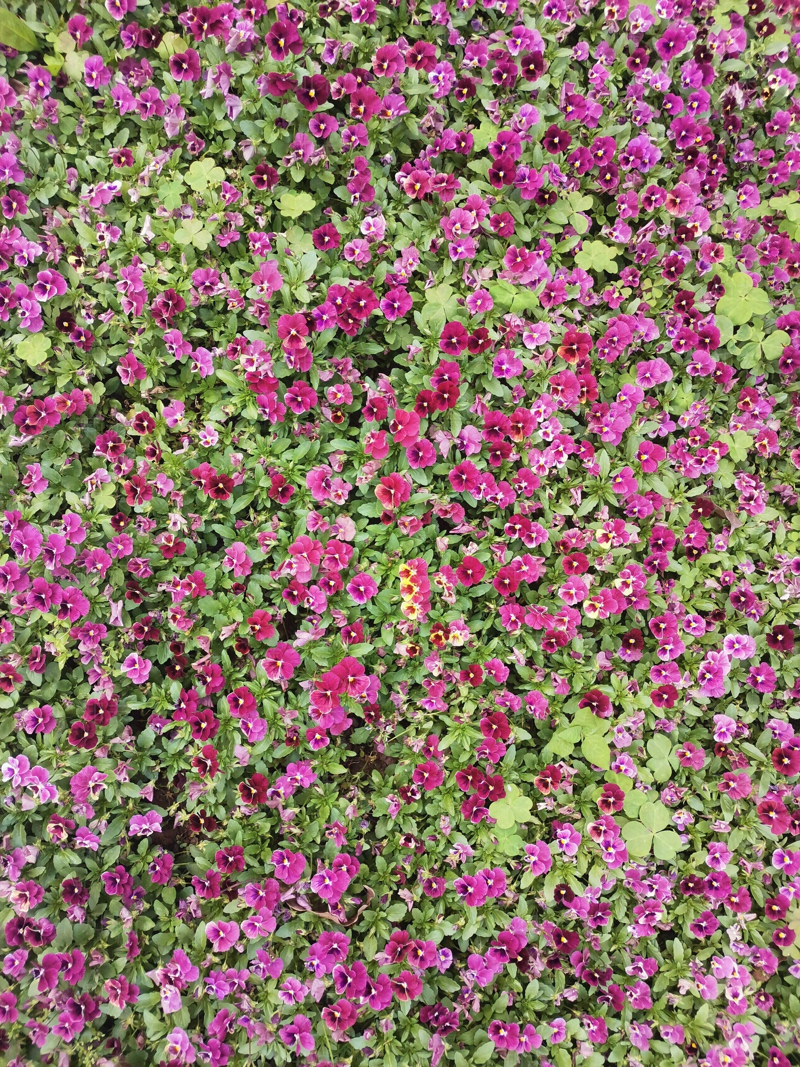 花草铺地花海草坪贴图下载【ID:1111273690】