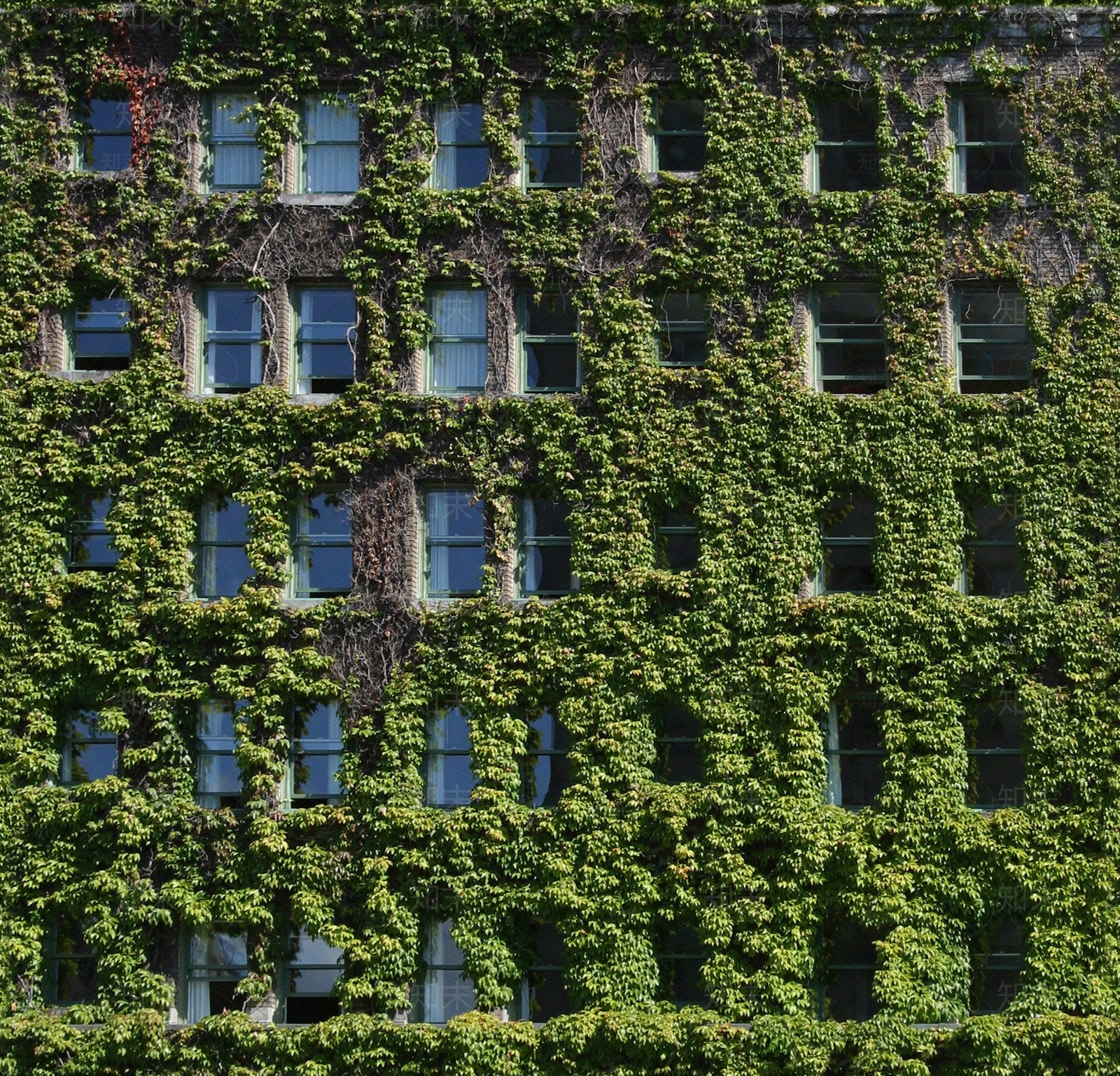 建筑爬藤植物贴图下载【ID:1112673526】