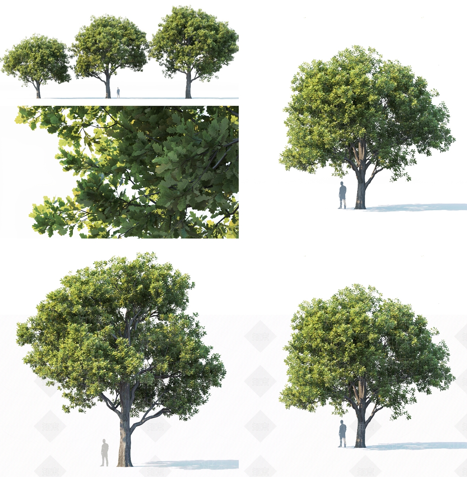 现代树木3D模型下载【ID:1112872651】