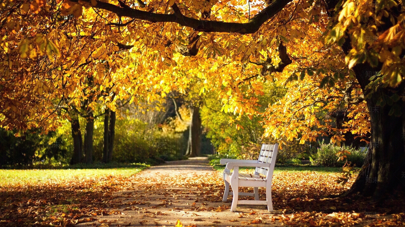 秋季黄昏落叶外景贴图下载【ID:1113565227】