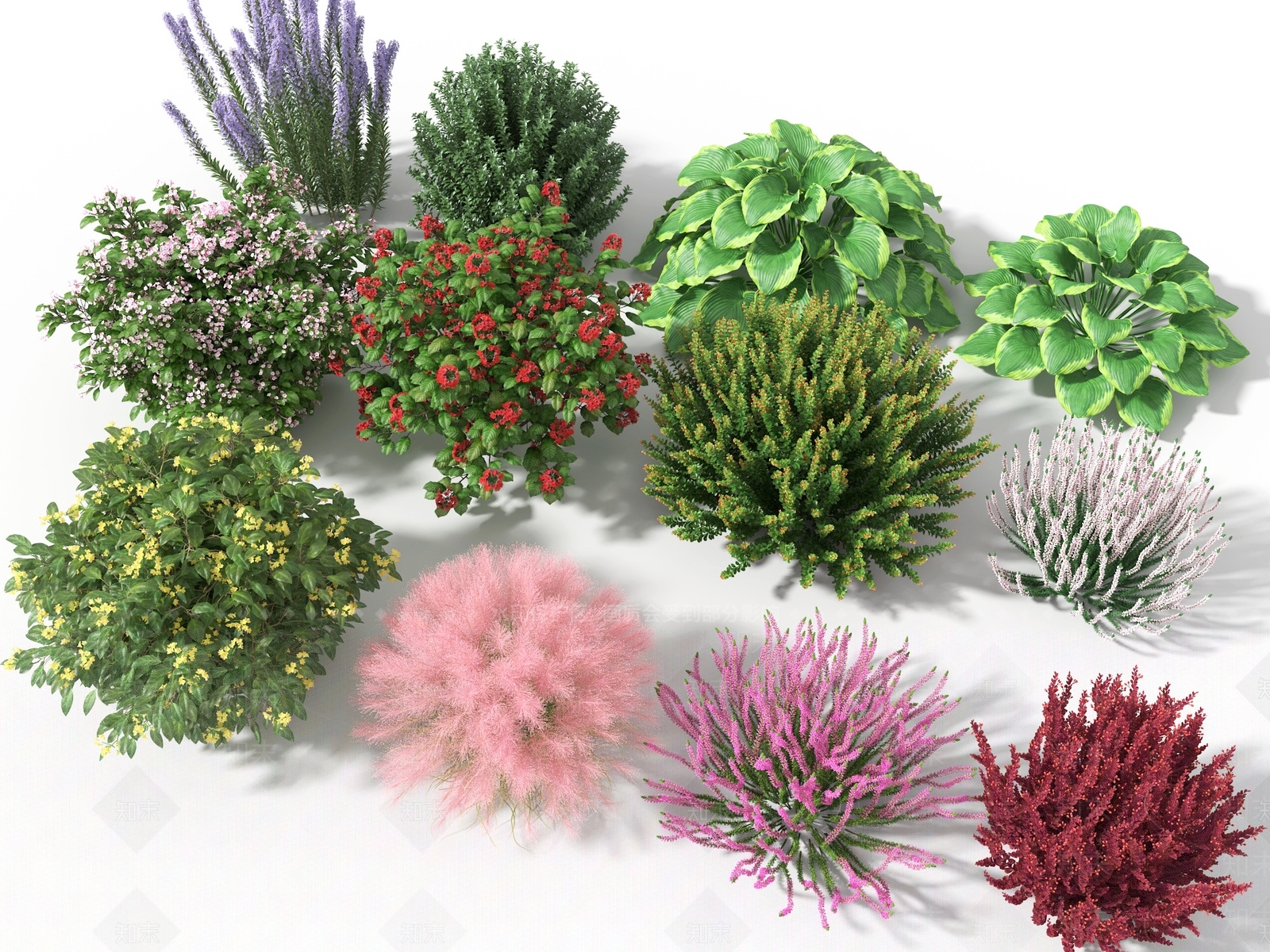 狗尾巴草3D模型下载【ID:1113706647】