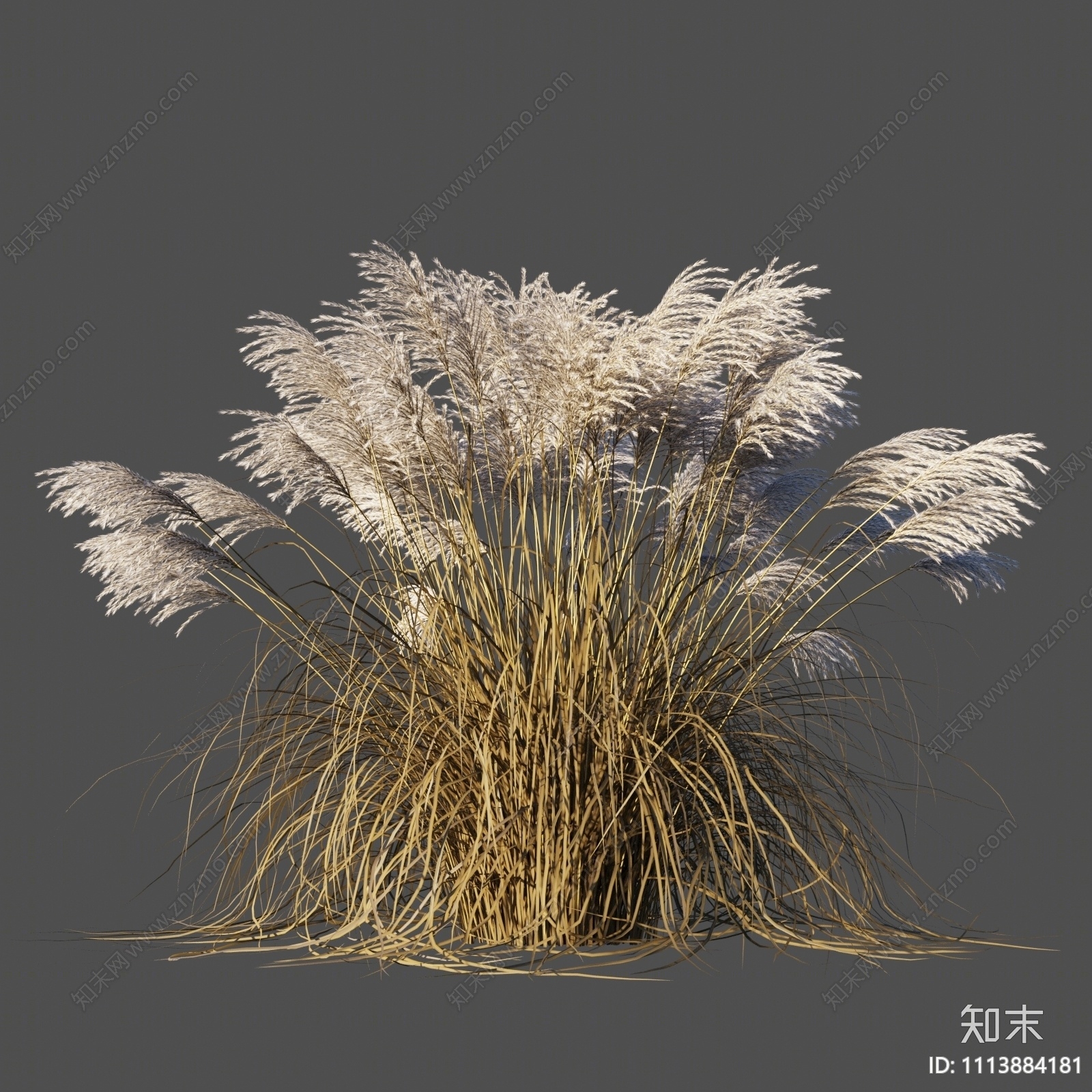 现代芦苇3D模型下载【ID:1113884181】