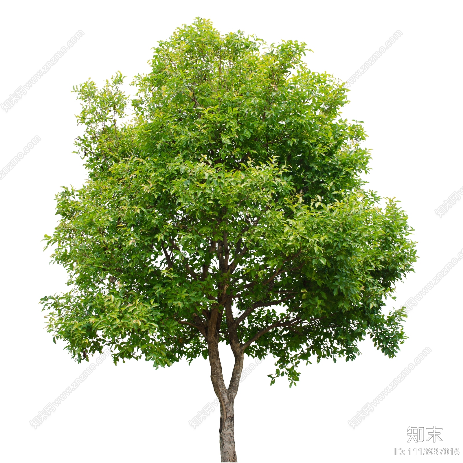 乔木设计素材精品下载_知末网
