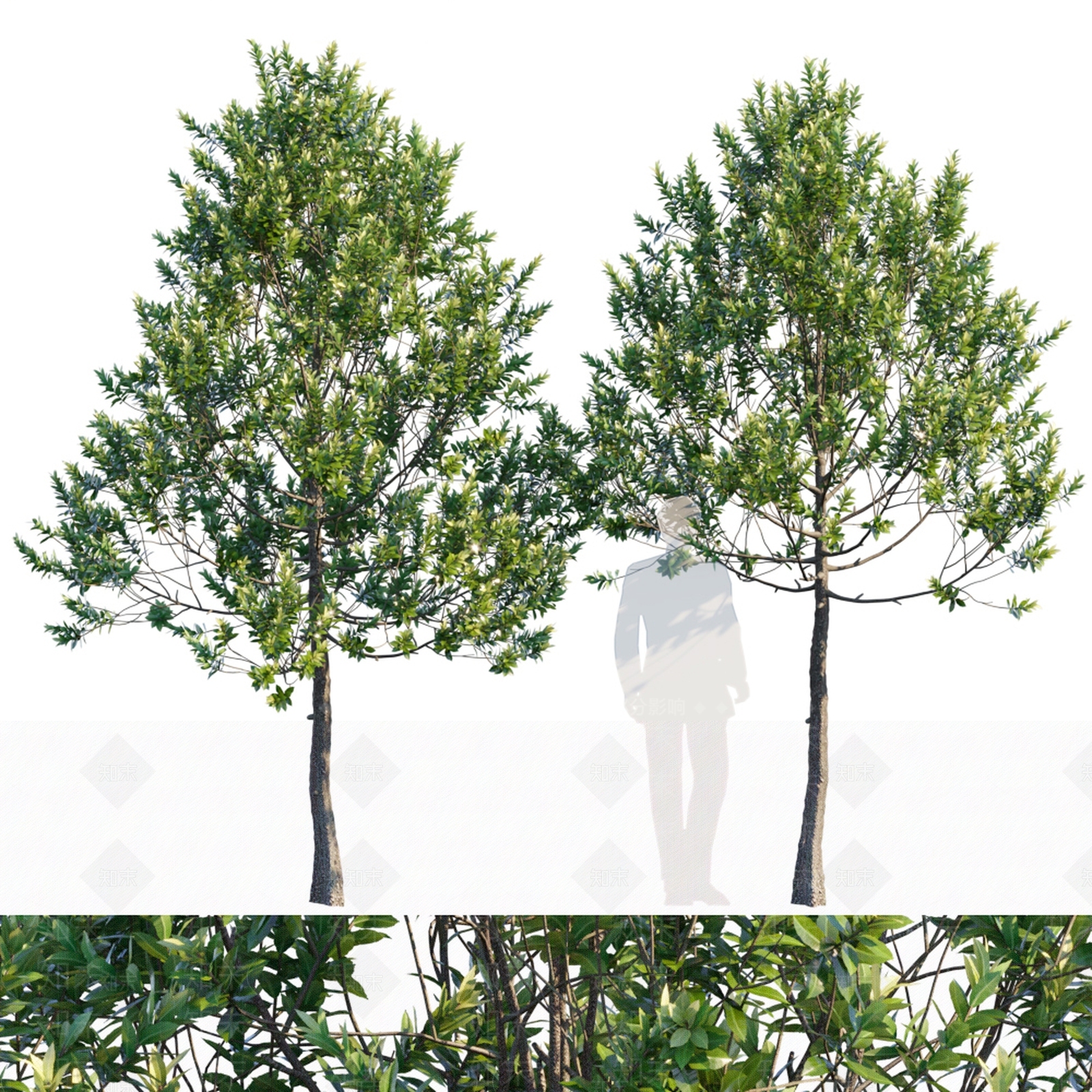 现代树木3D模型下载【ID:1114082073】