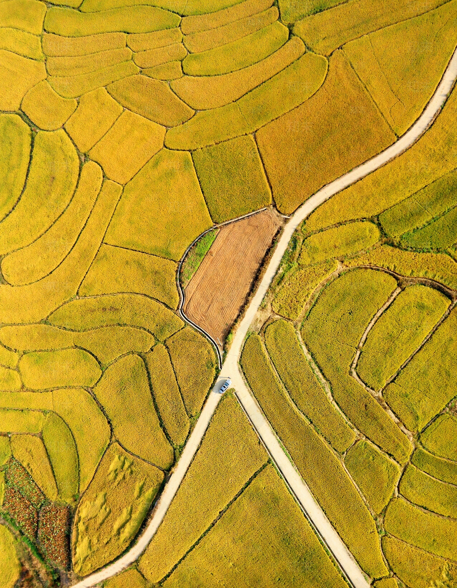 鸟瞰金色稻田贴图下载【ID:1114120417】