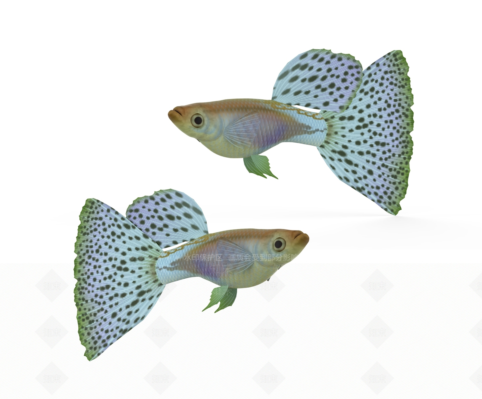 现代孔雀鱼3D模型下载【ID:1114137965】
