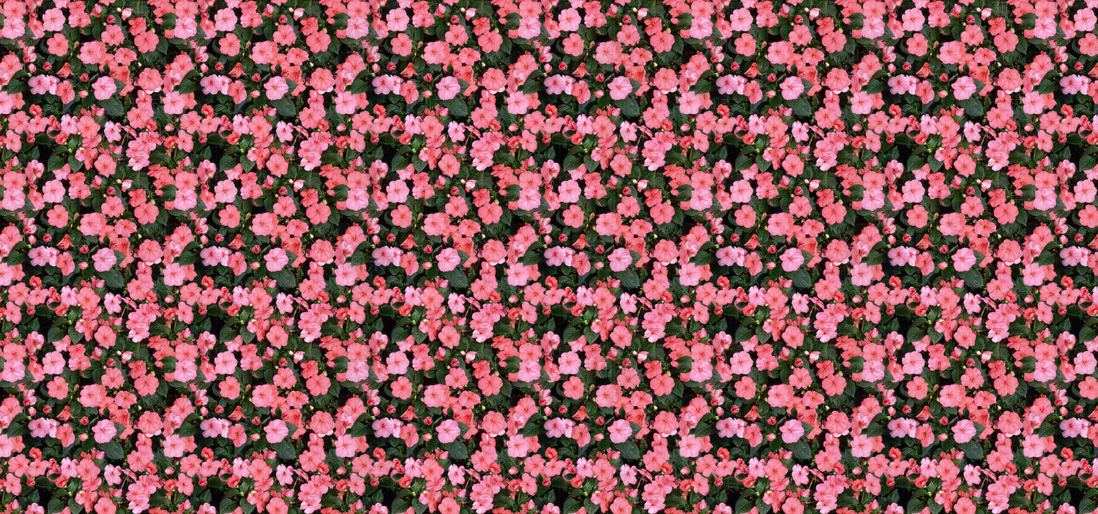 红花草花灌木贴图下载【ID:1114219502】