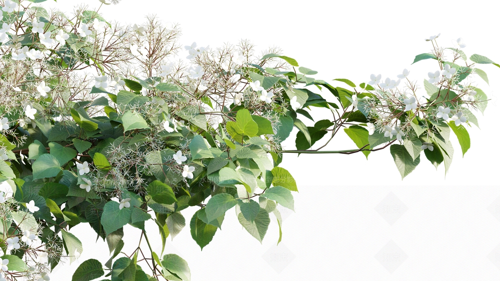 现代藤蔓植物3D模型下载【ID:1114616696】