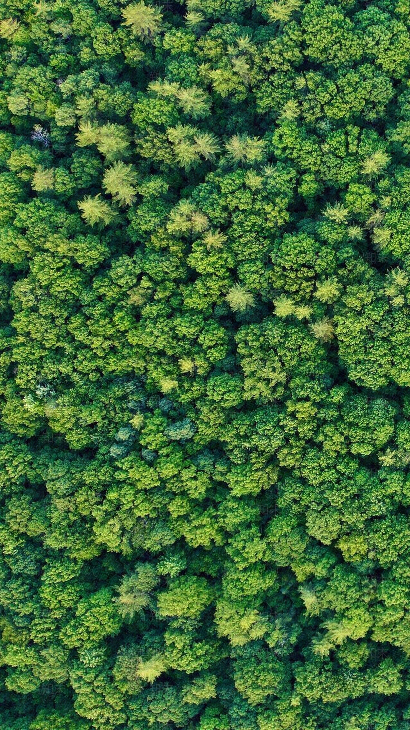 鸟瞰树丛树群植物贴图下载【ID:1115001606】