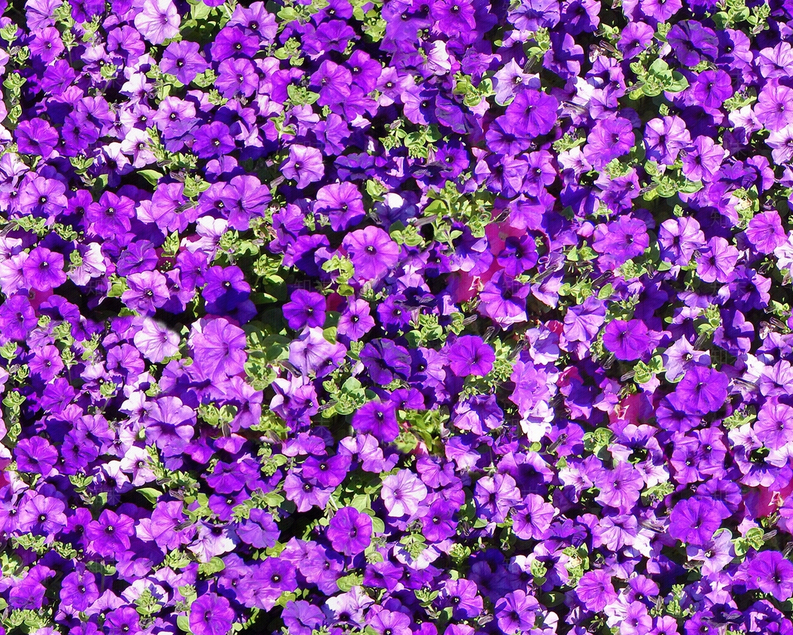 紫色花卉花丛贴图下载【ID:1115004031】