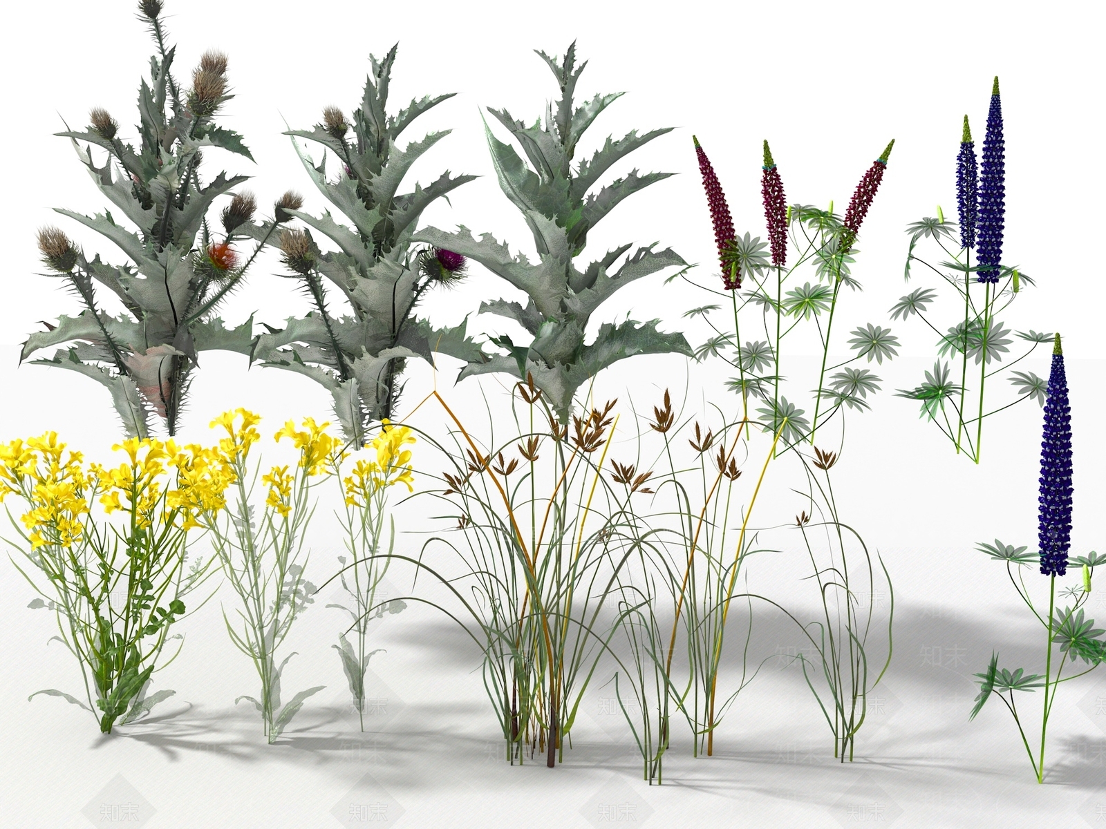 油菜花3D模型下载【ID:1116072959】