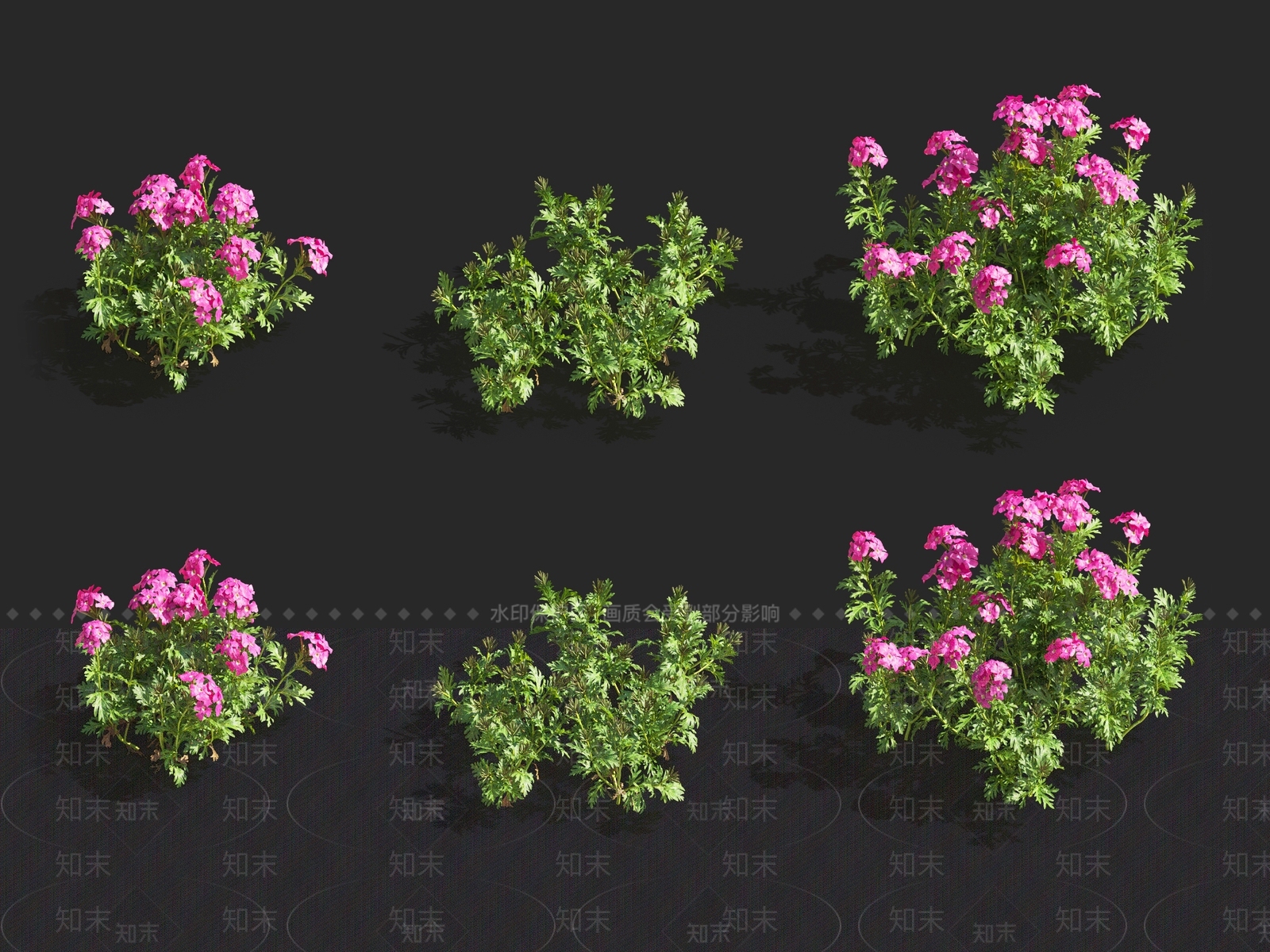 斑鸠菊3D模型下载【ID:1116146761】