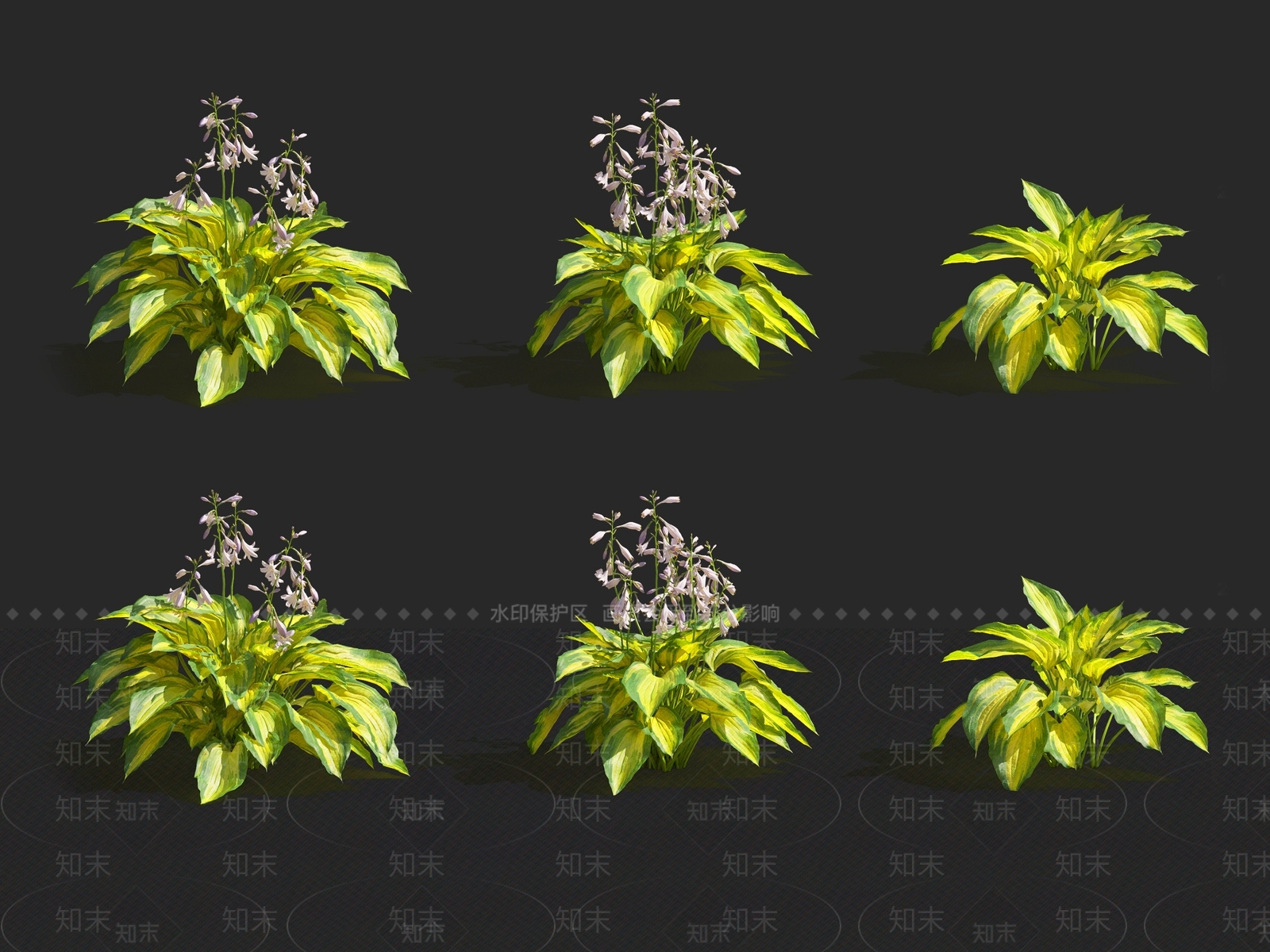 斑鸠菊3D模型下载【ID:1116146639】