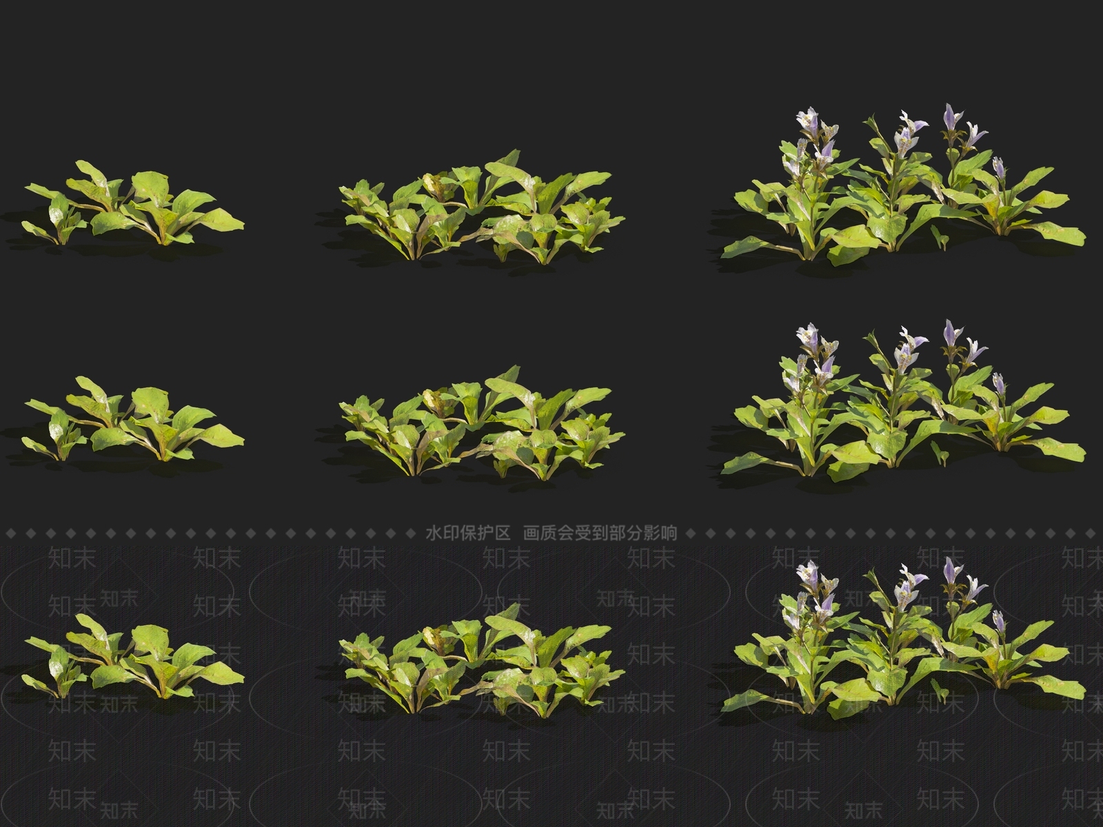 斑鸠菊3D模型下载【ID:1116149357】