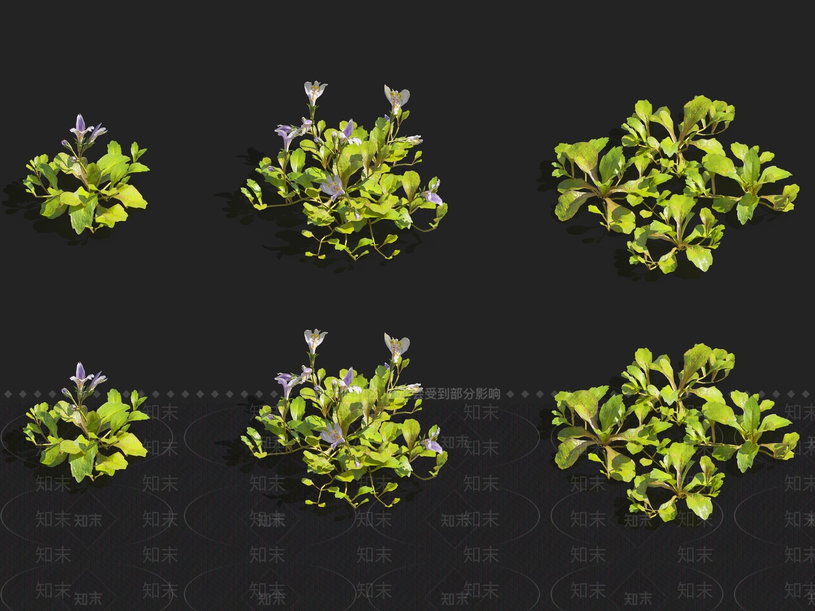 斑鸠菊3D模型下载【ID:1116149356】