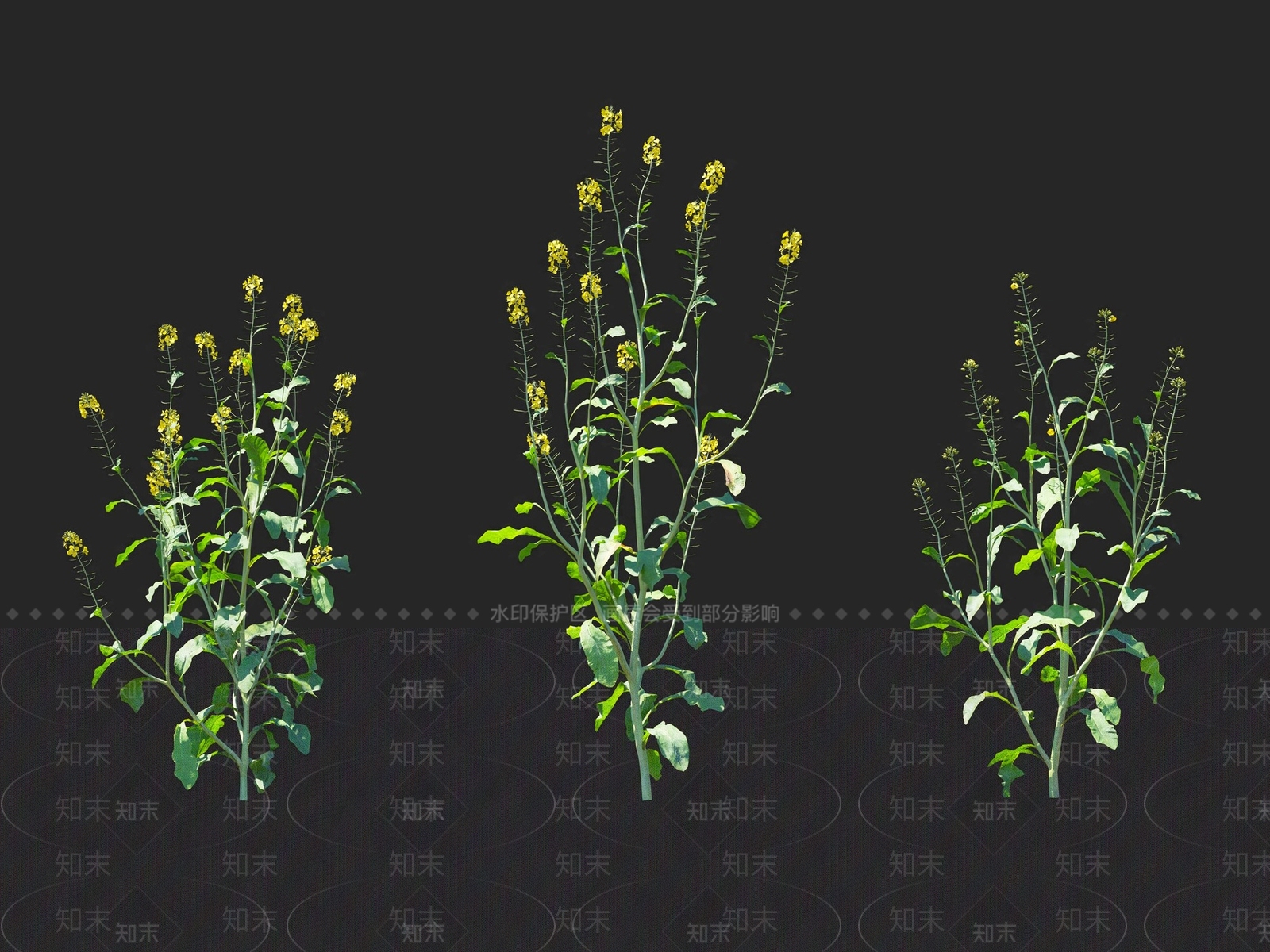 油菜花3D模型下载【ID:1116216007】