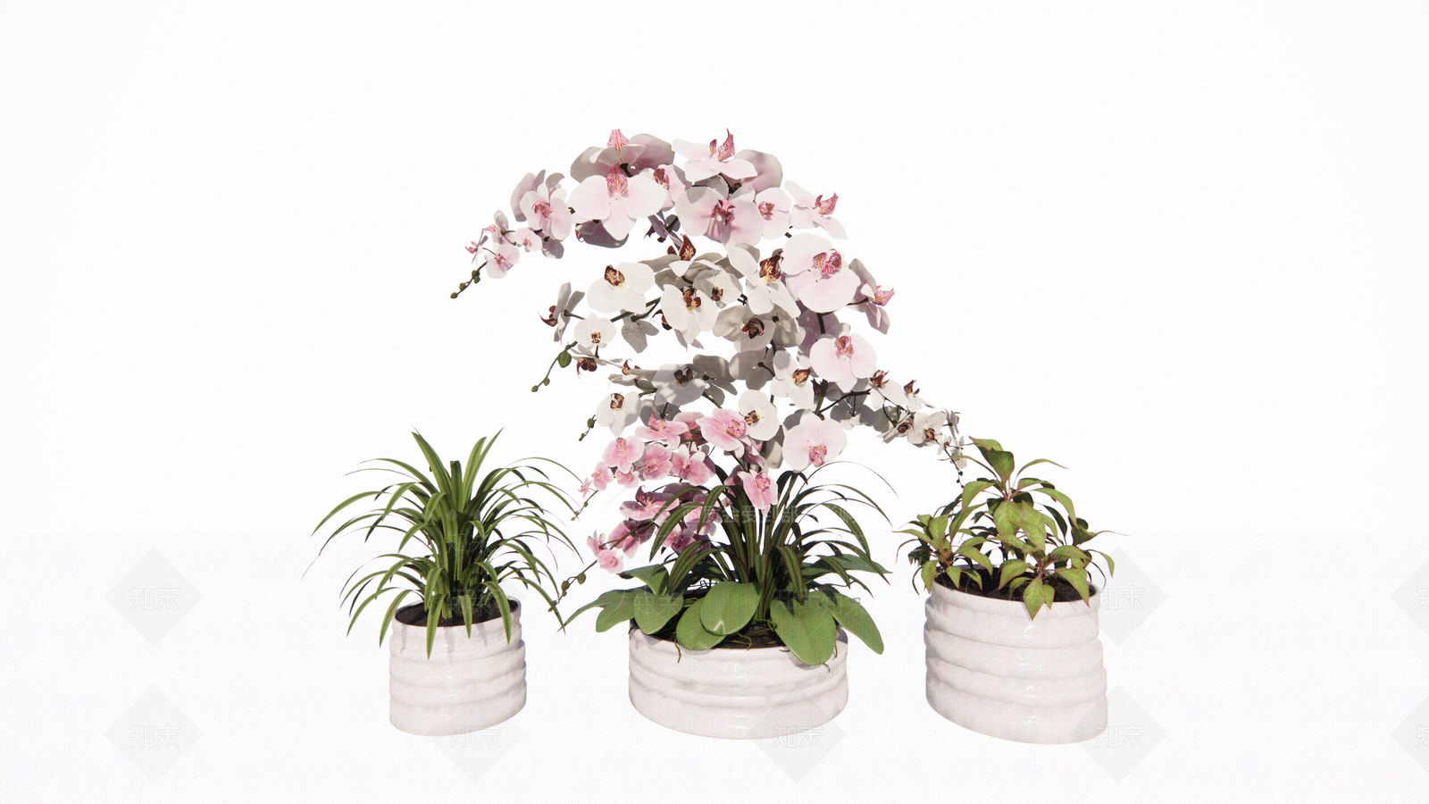 蝴蝶兰盆栽SU模型下载【ID:1117034635】