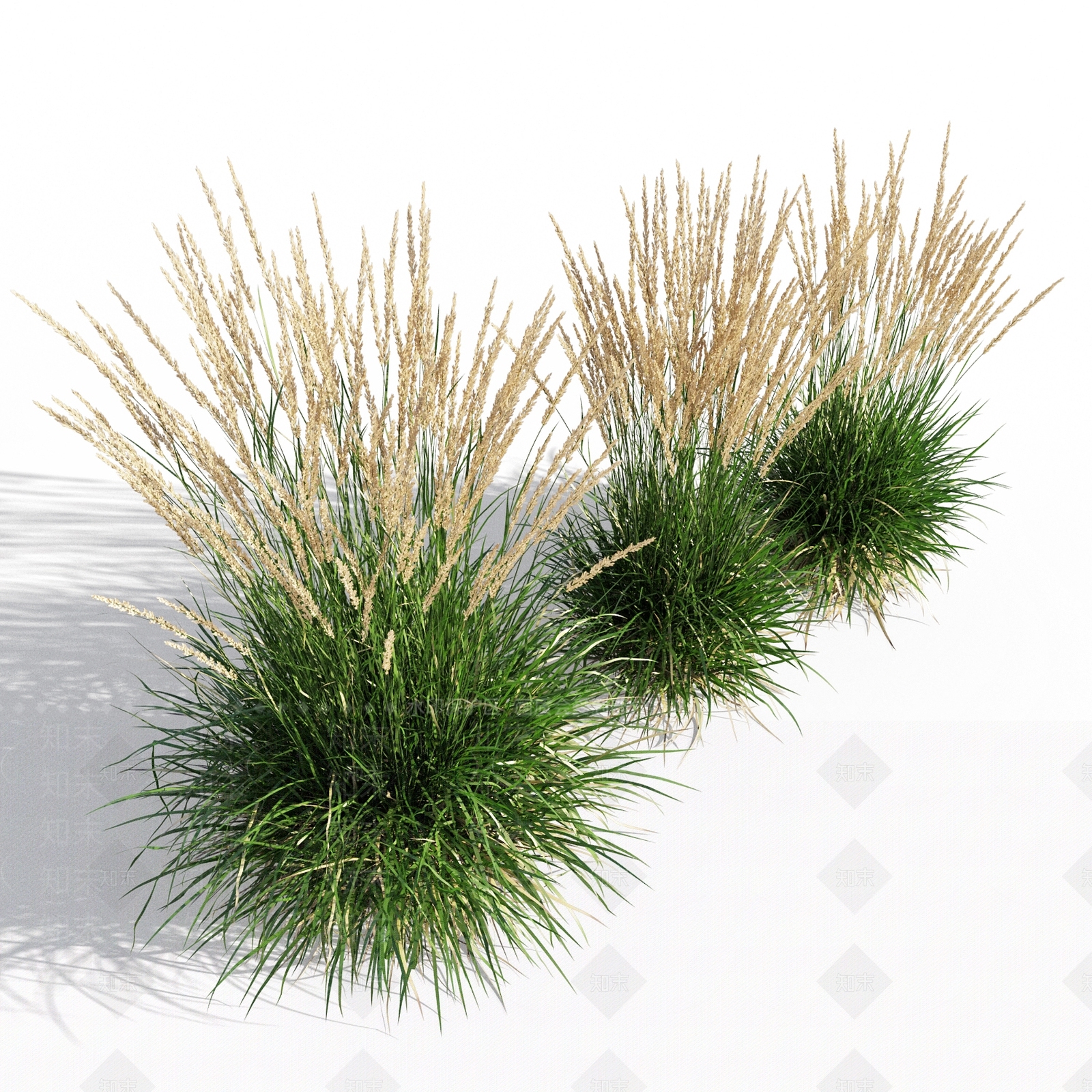 芦苇3D模型下载【ID:1117283050】