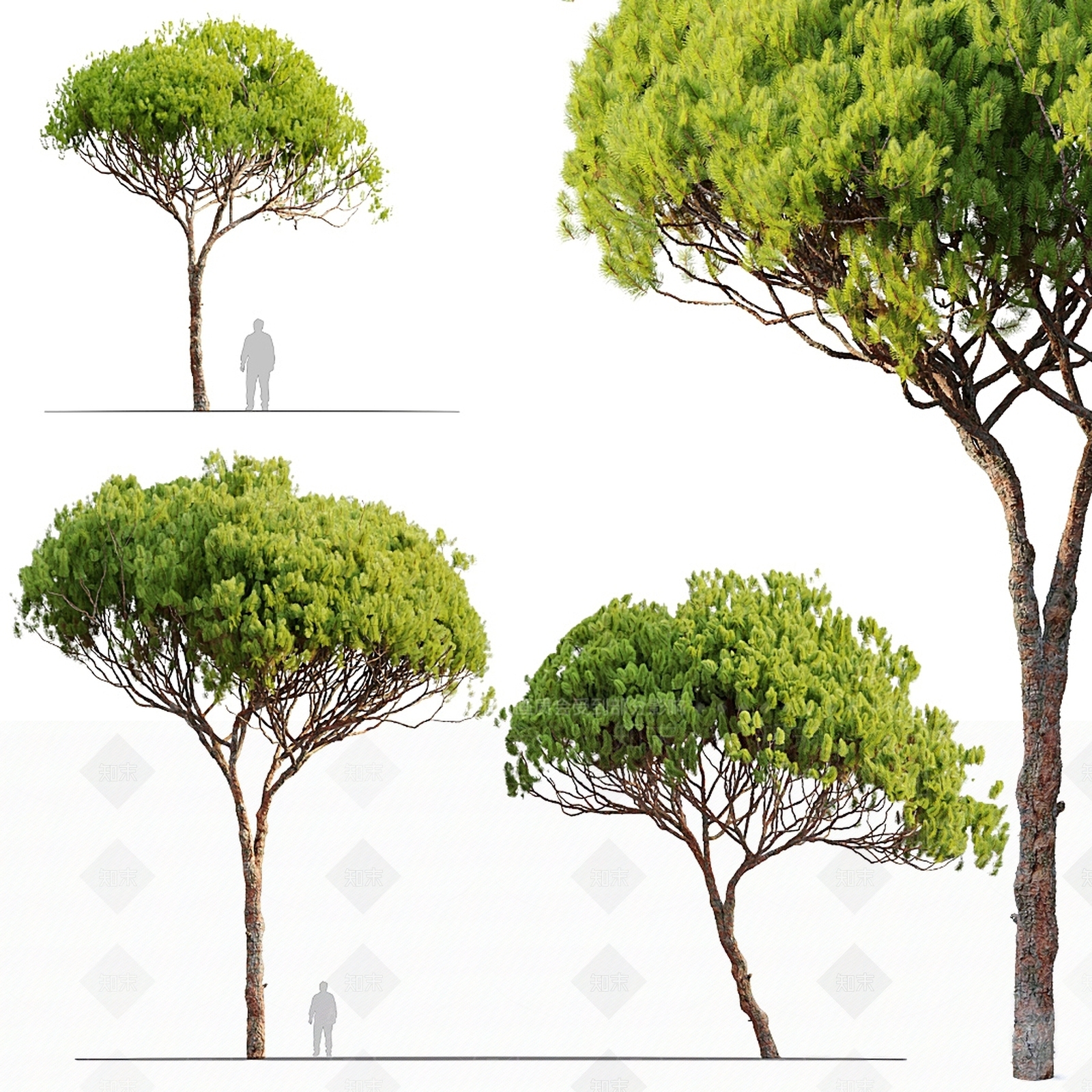 乔木3D模型下载【ID:1117502573】