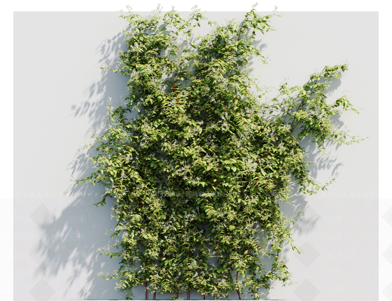 藤蔓植物3D模型下载【ID:1117666126】