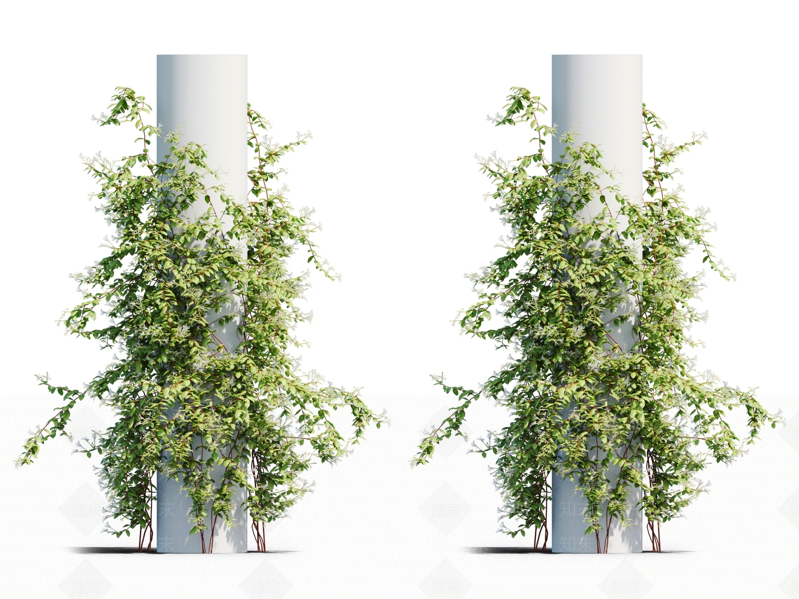 藤蔓植物3D模型下载【ID:1117666372】